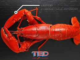 Maybe you would like to learn more about one of these? Lobster Astice E Aragosta La Miniguida Per Orientarsi