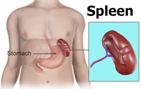 It is positioned in the left upper abdomen, and is the largest organ of the lymphatic system. Splenectomy Indications Surgery Vaccines Diet Side Effects Complications