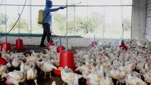 What are the symptoms of bird flu in humans? Bird Flu Means