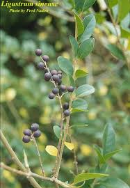 Image result for Ligustrum sinense