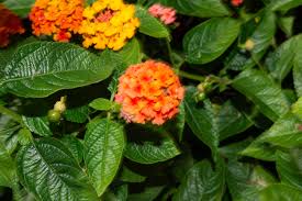 Image result for Lantana angolensis