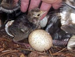 If the female bird has mated, there will be sperms in the oviduct which will fertilize the egg (the yolk part) as soon as it is ovulated. Fertilized Hatching Eggs Available For Sale In Tamil Nadu Karnataka