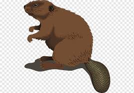 In deutschland dürfen murmeltiere nur zur hege gejagt werden. Murmeltier Cliparts Png Pngwing