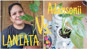 Did you know monstera is a genus that includes over 30 varieties? Monstera Laniata Repotting And Care Djohanna Banana Youtube
