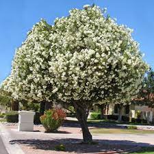 White Flowering Oleander Tree Evergreen Adelfa Blanca Trees For Front Yard Flowering Trees Fast Growing Trees