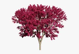 Photos can be purchased through viewbug or by sending an email to mehen1@aol.com. Tree Nature Isolated Landscape Spring Leaf Transparent Background Flower Trees Png Png Download Transparent Png Image Pngitem