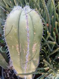 Image result for Lophocereus marginatus
