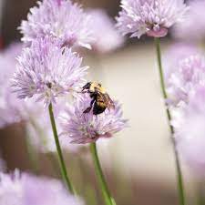 Often grows in lawns, but can also look great in a rockery or border. 20 Flowering Plants That Attract Bees Pollinator Friendly Plants