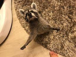 Attractive woman with closed eyes embracing golden retriever on white background. Vrei SÄƒ AdopÈ›i Un Raton Uite Cateva Sfaturi Despre Ingrijirea È™i CreÈ™terea Lui Eda Magazine