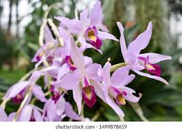 Image result for Phaius occidentalis