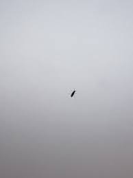 Weitere ideen zu fliegen im haus, fliegenfalle, haushaltstipps. Kleine Fliegen Wohl Keine Fruchtfliegen In Der Wohnung Wie Werde Ich Sie Los Wer Weiss Was De