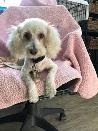 Are you looking for a new family member? Adopt Mya On Petfinder Foster Dog Help Homeless Pets Foster Animals