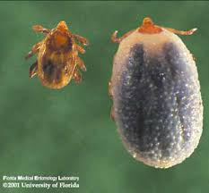 In the case of an infestation, it is important to use an effective remedy. Brown Dog Tick Rhipicephalus Sanguineus Latreille