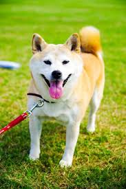 Tsukasa shiba (シバ・ツカサ shiba tsukasa?) is an antagonist and later, one of the supporting characters in the gundam build divers television series. Shiba Inu