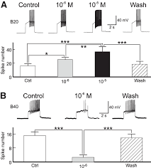 The malay mail reported that the free national health scheme will be accessible to the b40 (bottom 40 percentile) group starting from 1 january 2019. Scp Has Opposite Effects On Firing Frequency Of B20 And B40 A Scp B Download Scientific Diagram
