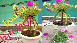Maybe you would like to learn more about one of these? Ide Kreatif Tanam Bunga Krokot Gantung Di Botol Terbalik Youtube