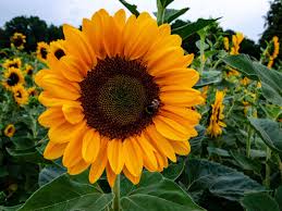 Sonnenblumen kann man sowohl im garten als auch in kübeln auf dem balkon oder auf der. Sonnenblume Pflegen Und Pflanzen Compo