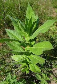 Image result for Guizotia scabra