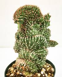 Image result for Euphorbia contorta