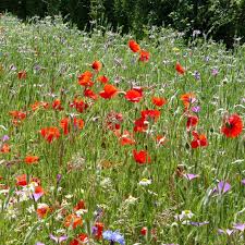We did not find results for: Cornfield Annuals Seed Mix British Wildflower Seed Habitat Aid