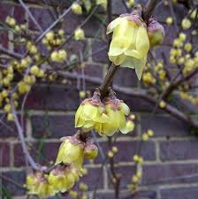 Rhs Garden Wisley On Instagram Within The Enclosed Space Of The Walled Garden The Sweet Spicy Scent Of Wintersweet Is Catching Th Garden Wall Plants Garden
