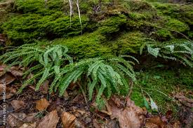 Image result for Aspleniaceae