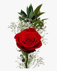 We offer roses in every color and even have beautiful rainbow roses. Flower Fundraiser Bouquets Single Roses With Fillers Rose Hd Png Download Transparent Png Image Pngitem