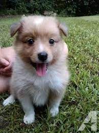 This sweet adorable little guy is a puppy we received in exchange for. Poshie Puppies Sheltie Pomeranian Mix Adorable Fluffy Small Puppies Hybrid Dogs Shetland Sheepdog Blue Merle