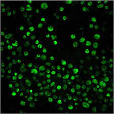 The ph sensitive dye bcecf. Bcecf Am Abp Biosciences