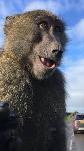 There are 5 species commonly recognized as baboons: Happy Baboon Baboon Animals Cute