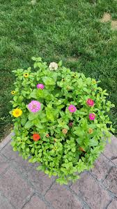 Image result for sanvitalia combine in pots