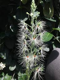 Image result for Habenaria tenuispica