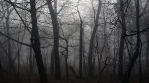 Dark Tension Rising Music Download And Royalty Free Youtube Forest Landscape Dark Forest Forest Photos