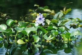Im laufe der jahrzehnte entwickelte sich dies zu. Pictures Of Plants File Water Hyacinth Jpg Wikipedia The Free Encyclopedia Wasserpflanzen Teichpflanzen Indoor Wassergarten