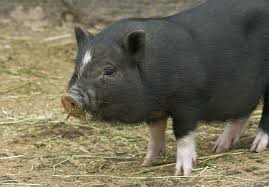 Alpaca alternative breed names:boucle, merino peruvian, curly coated coronet, merino description: Why No One Should Buy A So Called Teacup Pig Peta