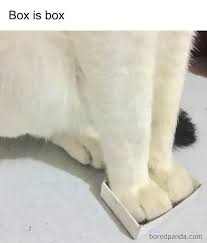 Funny cute cat meme dump album on imgur. 50 Cat Memes Created By People Clearly Living With One Bored Panda