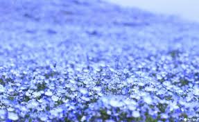 Any of various annual plants of the genus nemophila native to western north america, having showy flowers that typically are bright blue with white centers. Hitachi Seaside Park Ibaraki S Sky Blue Nemophila Flower Garden Matcha Japan Travel Web Magazine