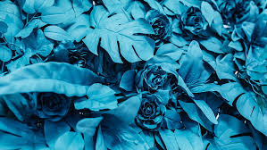 , turquoise floral wallpapers group × turquoise wallpaper 500×889. Hd Wallpaper Blue Flowers Roses Turquoise Blue Rose Full Frame Close Up Wallpaper Flare