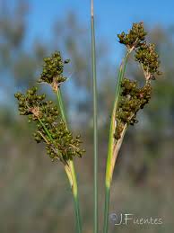 Image result for Cladium mariscus