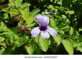 Image result for Dyschoriste thunbergiiflora