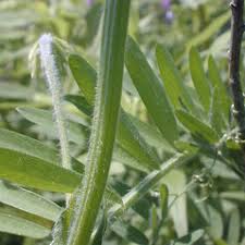 Image result for Xerophyta villosa