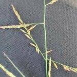 Image result for Urochloa leersioides