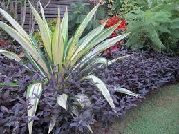 Get access to exclusive content and experiences on the world's largest membership platform for artists and creators. Missy S Garden Planting Weeds Plants Tropical Landscaping Patio Plants