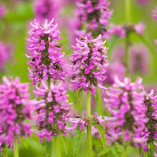 Image result for Stachys