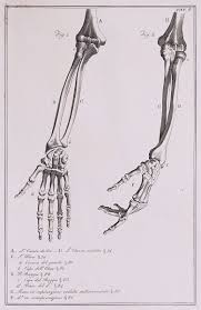 It is a long, large bone that extends from the scapula of the shoulder to the ulna and radius of the lower arm. Anatomical Diagram Of The Bones Of The Right And Left Hand Forearm And Elbow Human Anatomy Art Skeleton Drawings Anatomy Art