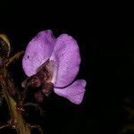 Image result for Macropsychanthus