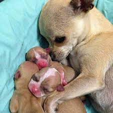 Chihuahua Puppies Omg Chihuahua Puppies Cute Dogs Baby Animals