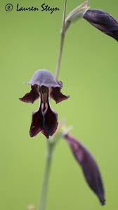 Image result for Gladiolus unguiculatus