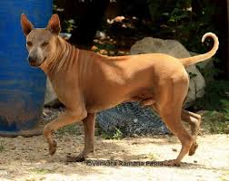 Top 20 Indian Dog Breeds Purchasing Price And Care In 2020 Dogs Dog Breeds Breeds