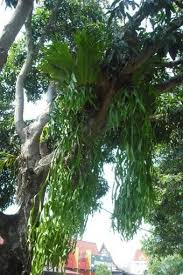 Image result for parožnatka Platycerium